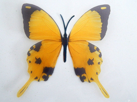 yellow  butterfly sticker