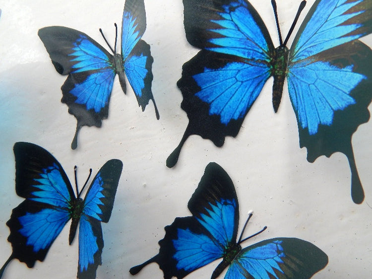Black and blue natural Horniman museum butterflies