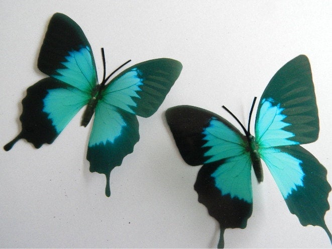 Turquoise Butterfly 3d wall art. Teal butterflies great for conservatory,butterfly wall sticker,hallway,bathroom,shower room,mirror,vase,pot