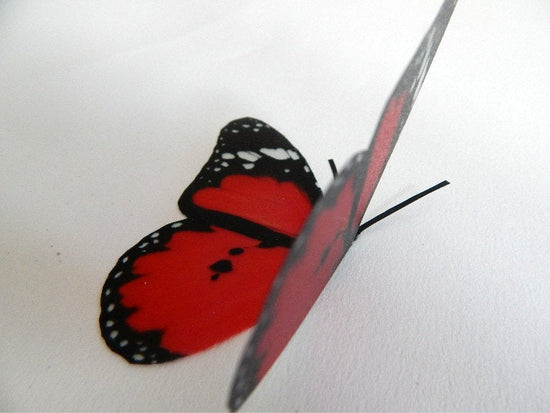 Red butterfly collection