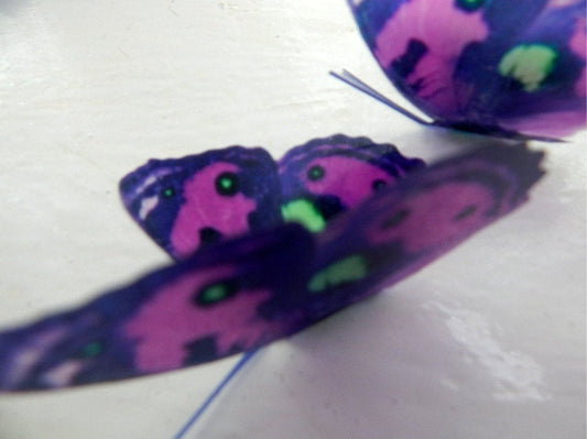 6 purple, lime green spotted 3D butterflies flying wall