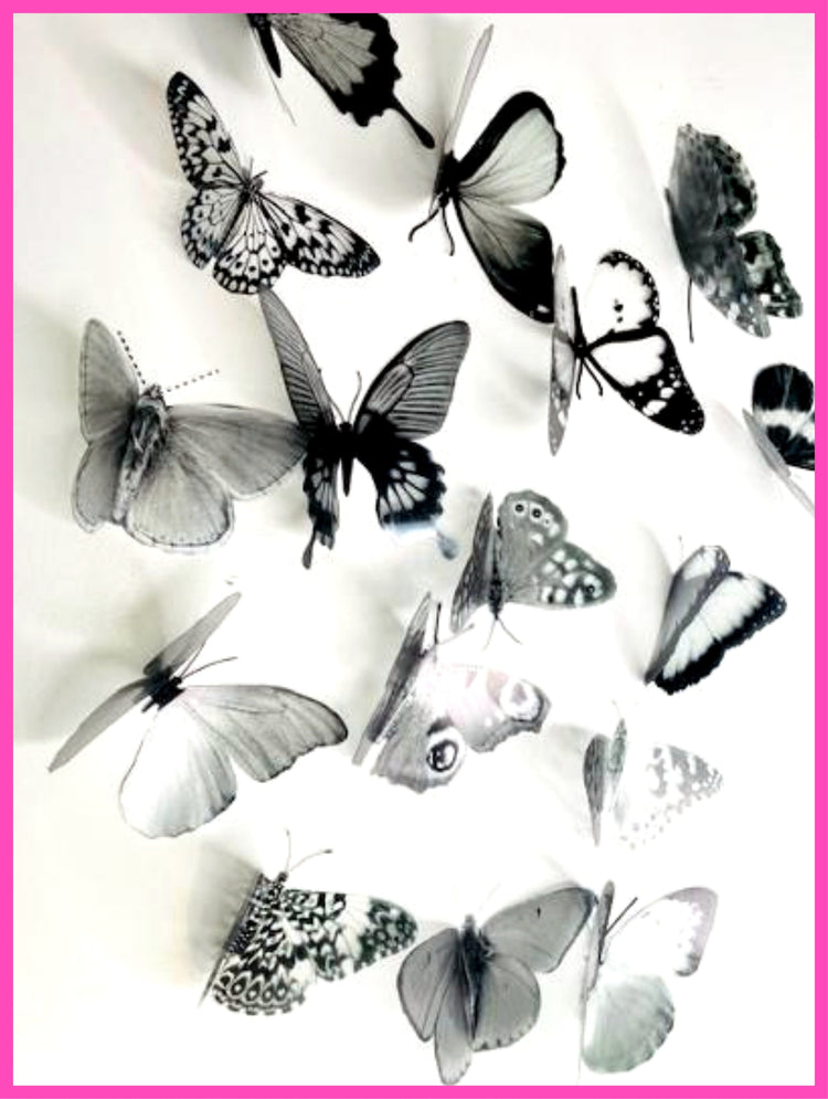 Monochrome natural butterflies