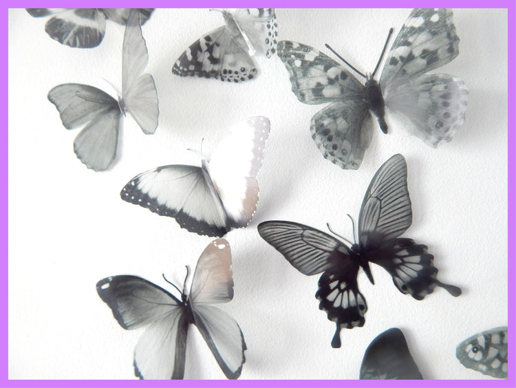 Monochrome natural butterflies UK