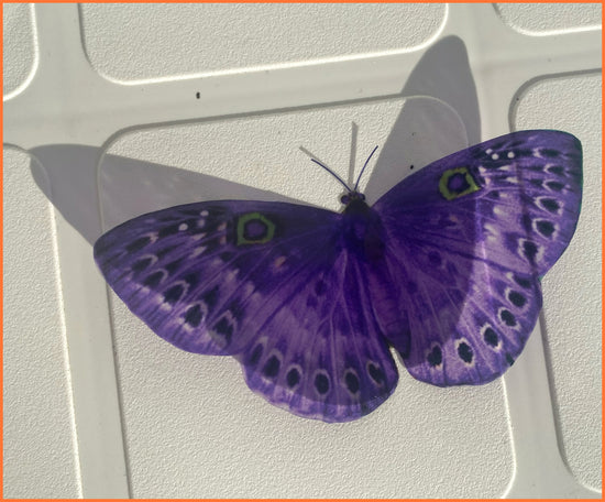 pretty purple butterfly sticker flutterframes