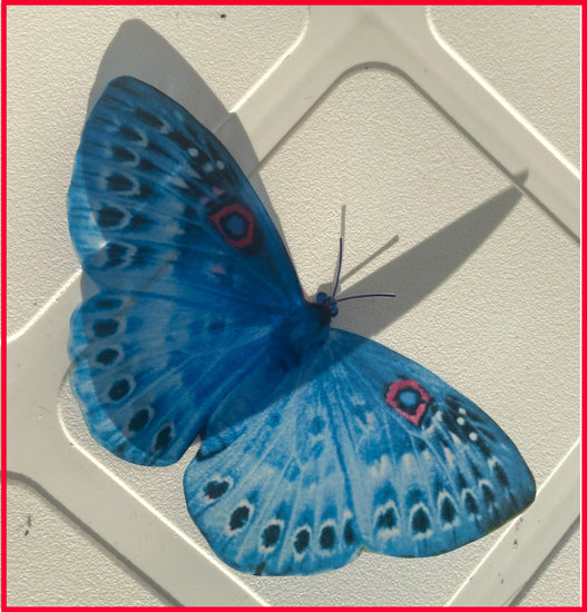 pretty blue butterfly sticker flutterframes