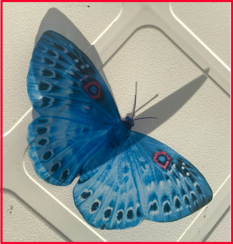 pretty blue butterfly sticker flutterframes