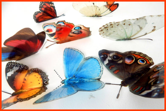 reproduction butterflies stickers
