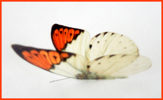faux butterfly white and orange