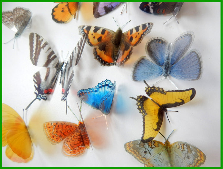 North American butterfly collection