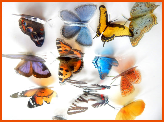 USA native butterfly collection