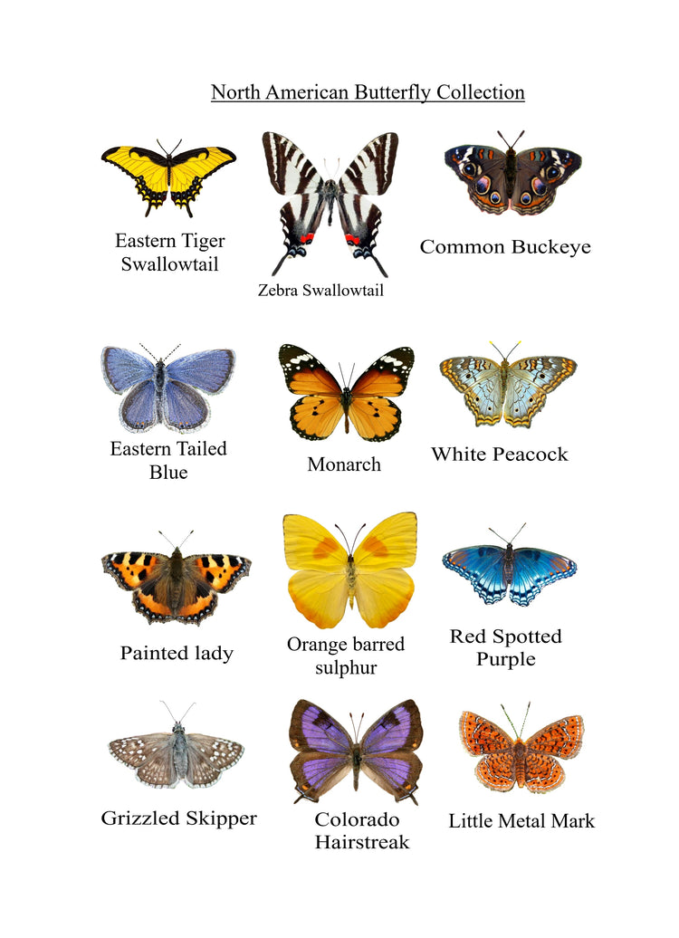 set of 12 USA native butterfly collection