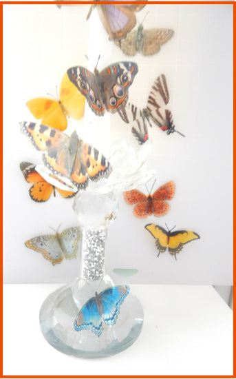 USA native butterfly collection