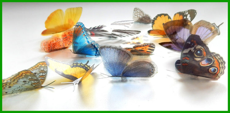 North American set of butterflies
