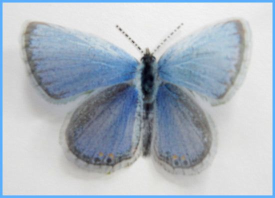 Eastern Tailed Blue butterfly