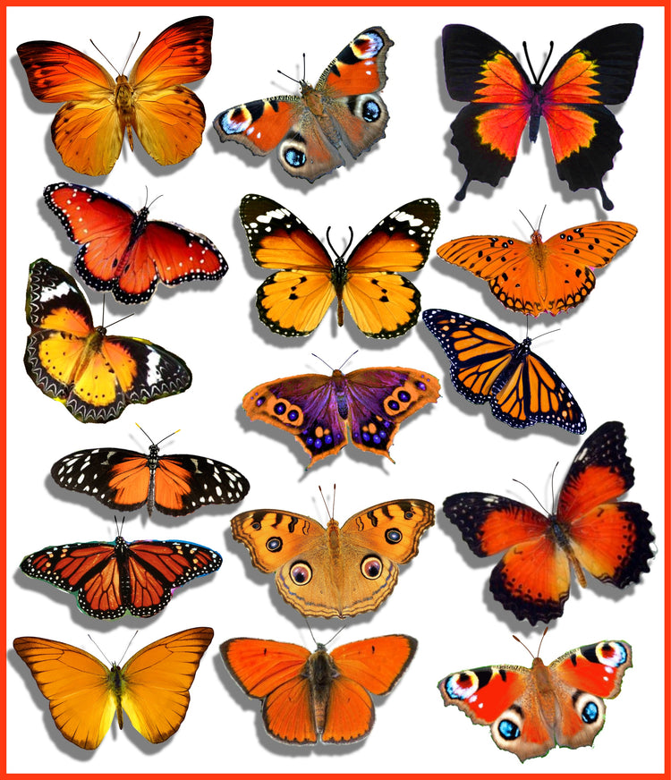 orange wall stickers butterflies