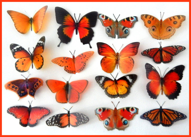 orange wall stickers butterflies natural