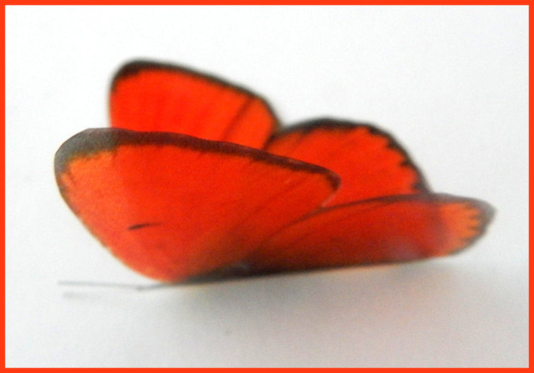 artificial orange butterflies