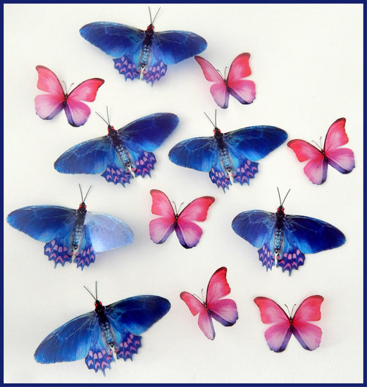 pink and blue natural butterflies