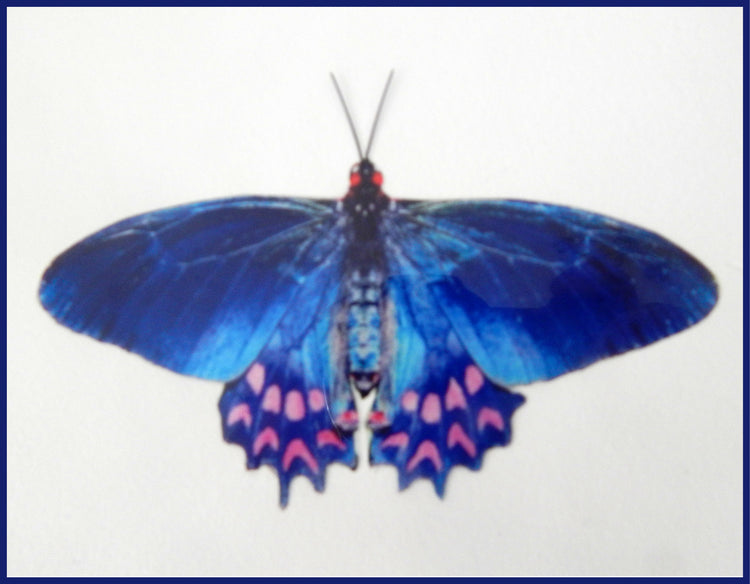 blue natural butterfly blue collection