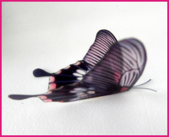 pink and purple natural butterflies collection