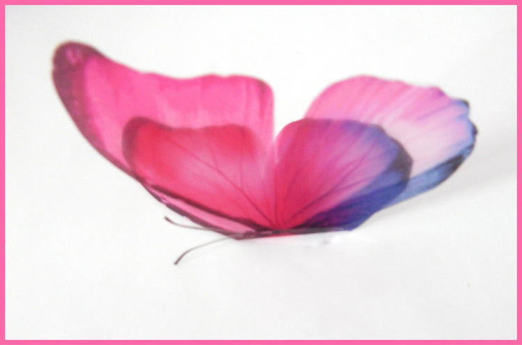 pink Butterfly by Flutterframes