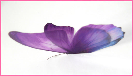 purple Butterfly by Flutterframes