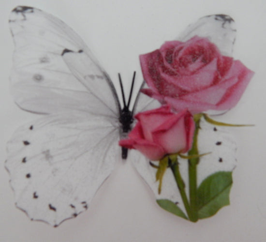 Pretty pink roses display butterflies
