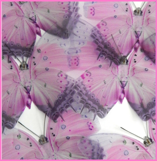 so pretty pink and lilac butterfly