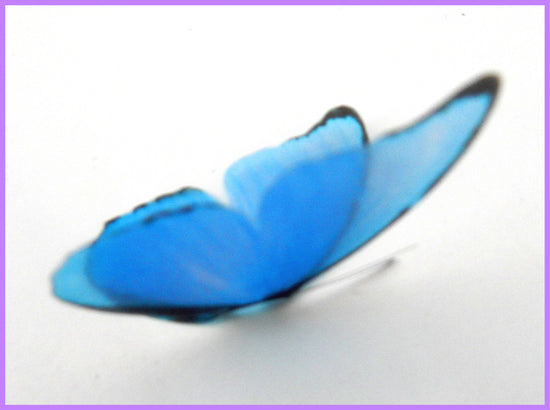 blue butterfly