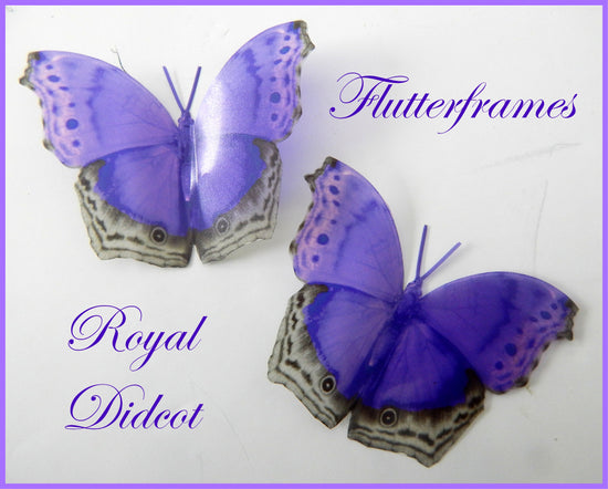 British Purple natural butterflies