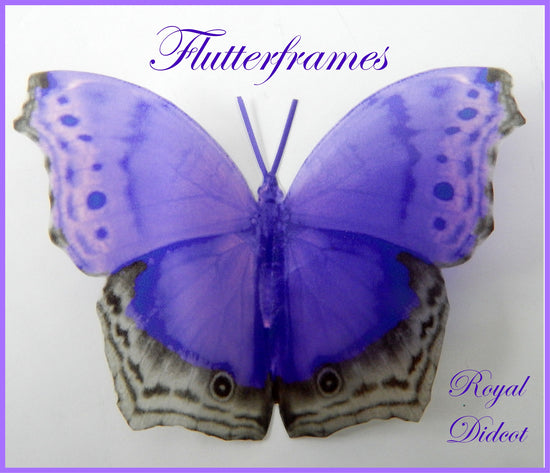 purple natural butterfly