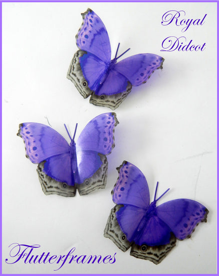 Royal didcot purple natural butterfly