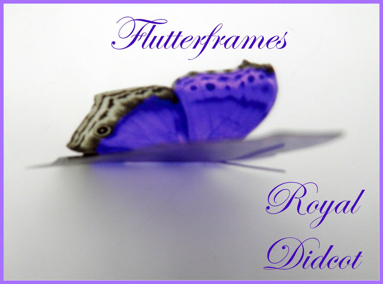 purple bedroom natural butterflies bedding