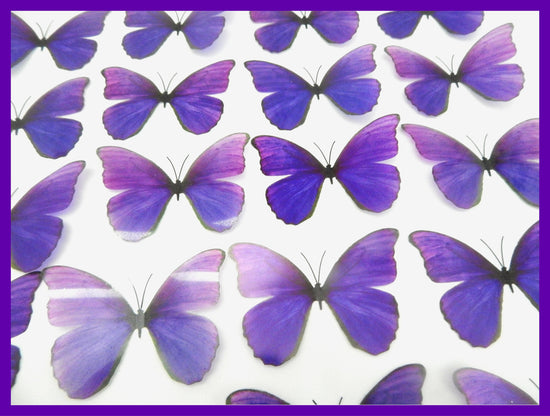 collection of purple butterflies