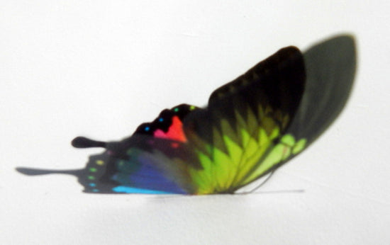 Gay lesbian home decor butterfly  wall stickers
