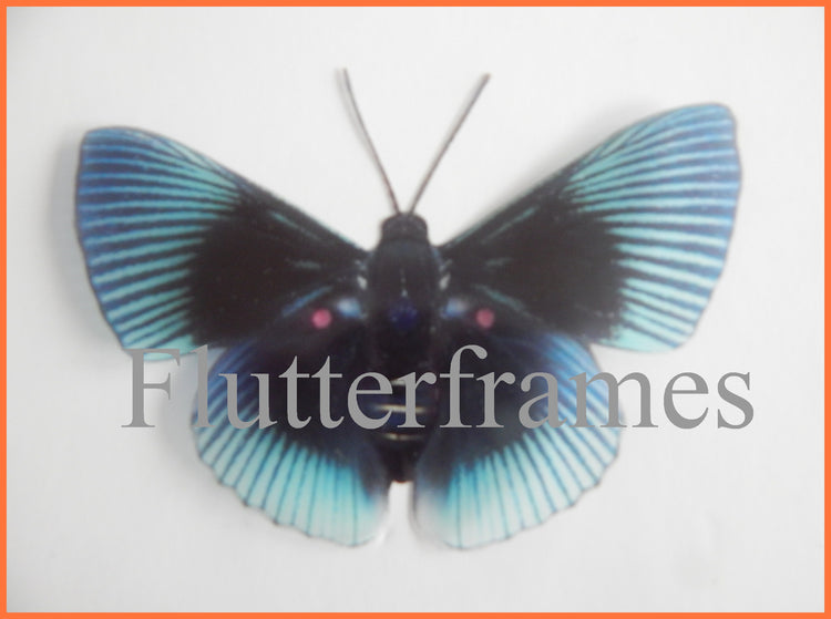 Rare collection of butterflies, 8 natural looking butterfly stickers