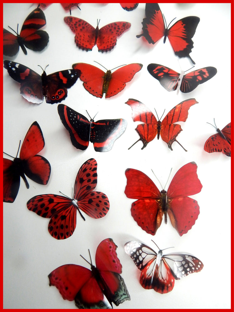 red butterfly collection