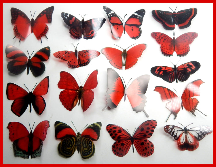 Identify species red butterfly collection