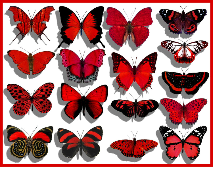 Identify species  natural red butterfly collection