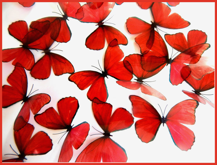 collection of 18 red natural butterflies