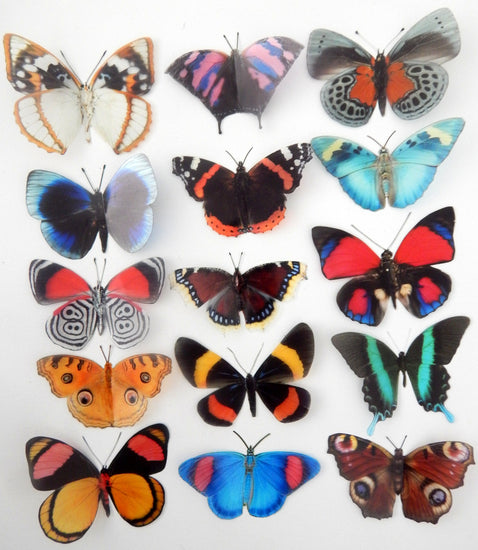 rustic wall sticker butterflies