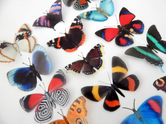 butterflies for scrapbooking