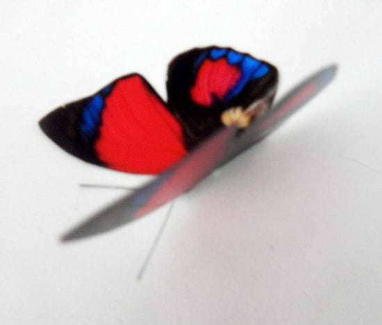 Craft supplies butterflies
