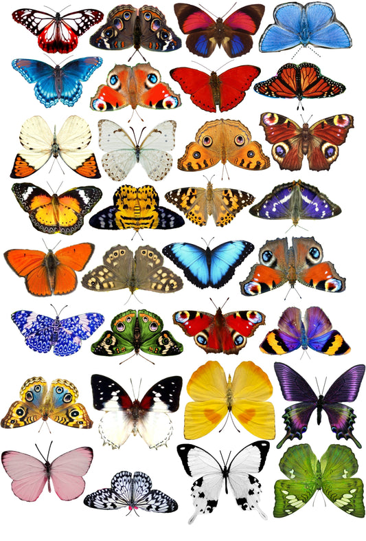 Escape to the Chateau butterflies