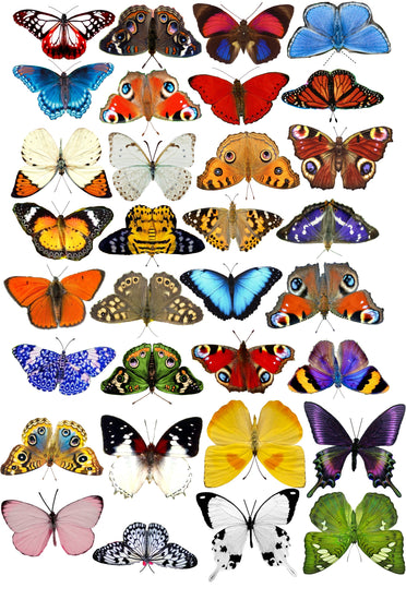 Escape to the Chateau butterflies
