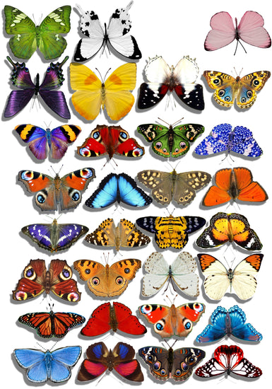 set of 32 natural butterflies
