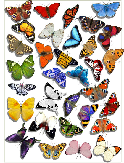 set of 32 natural butterfly stickers