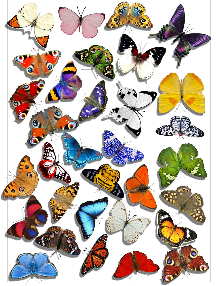 set of 32 natural butterfly wall stickers