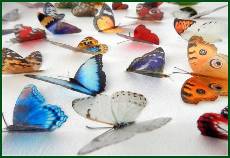 natural butterfly wall stickers