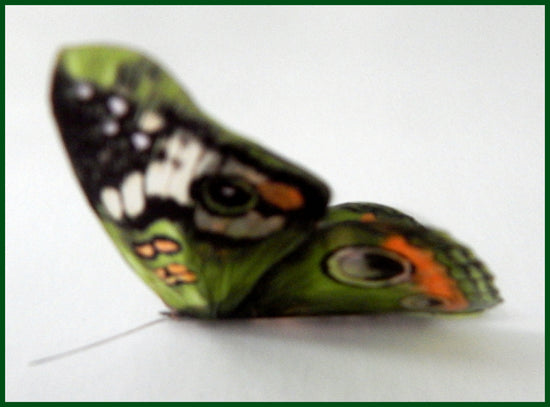 Green Buckeyed pink natural looking butterfly wall sticker
